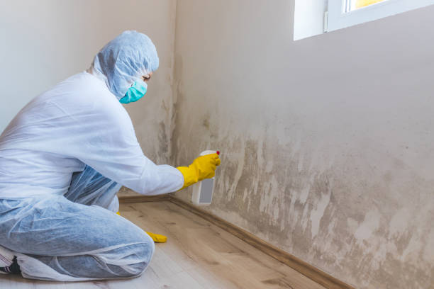 Mold Remediation specialist working in Essex Fells